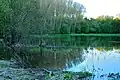 Bosque inundado