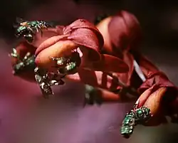 Abejas Euglossini en orquídea Mormodes buccinator (Surinam)