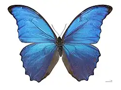 La iridiscencia de las alas de la mariposa Morpho didius.