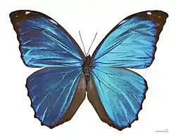 La mariposa americana Morpho menelaus