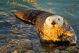 Nutria marina llegando a tierra, Moss Landing