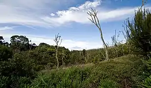 Vegetación que compone la selva pluvial con el monte Meru al fondo.