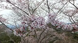 Detalle de las flores de los cerezos en la montaña Yoshino