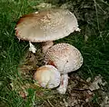 Amanita rubescens