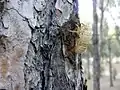 Muda de una cigarra en el pinar de la ermita de San Cristóbal.