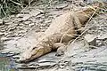 Cocodrilo de las marismas (Crocodylus palustris)