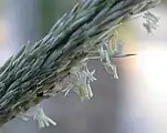 En las poáceas se exertan los estambres por fuera de las brácteas protectoras de la flor cuando están listos para la polinización.