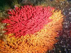 Melithaea rubra