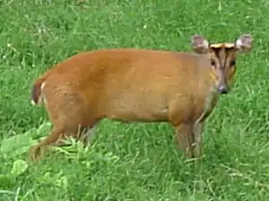 muntjac