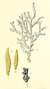 Muricea horrida