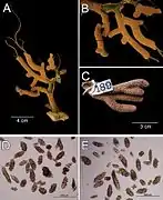 Muricea robusta