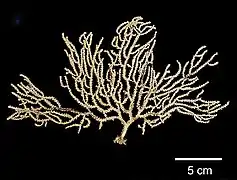 Muricea subtilis