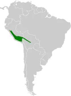 Distribución geográfica de la dormilona de Taczanowski.