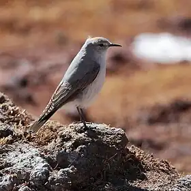 Muscisaxicola rufivertex) Rufous-naped Ground-Tyrant