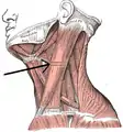 Músculo esternocleidomastoideo