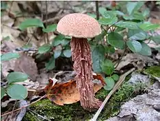 Boletellus russelli