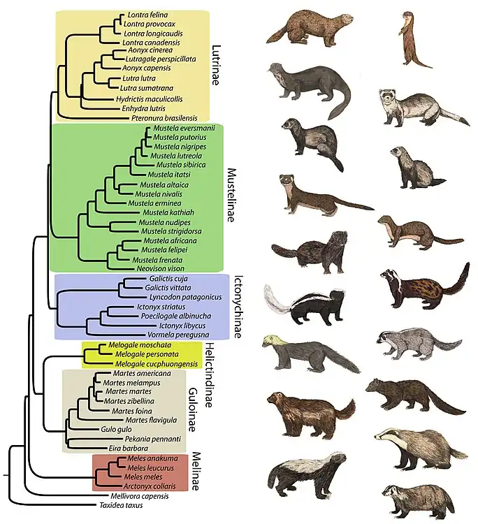 Árbol filogenético de Mustelidae. Contiene 53 de las 56 especies reconocidas de mustélidos.