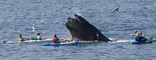 Ballena jorobada entre personas en kayak frente a  Avila Beach, California