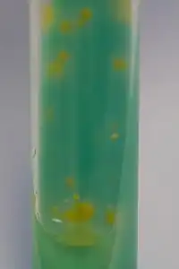 Mycobacterium kansasii creciendo en el medio agar-Lowenstein-Jensen