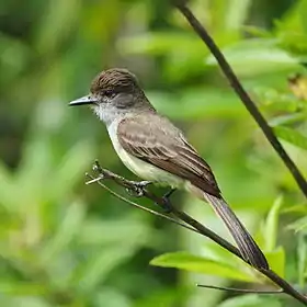 Burlisto pico negro en Bertioga - SP - Brasil identificada por el canto