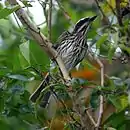 Myiodynastes maculatus-Streaked Flycatcher