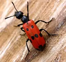 Mylabris quadripunctata advirtiendo de su toxicidad con una combinación de rojo y negro