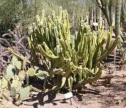 Myrtillocactus geometrizans