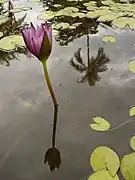 Nymphaea ssp.