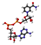 NAD+, según el modelo de bolas y varillas.