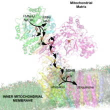 Flujo de electrones en los centros [Fe-S] de la porción extrínseca de la NADH deshidrogenasa