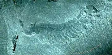 Opabinia (Dinocarídido)