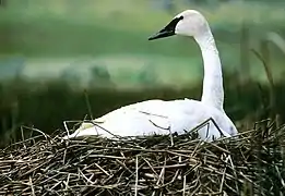 Cygnus buccinator, cisne trompetero