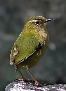 Xenicis gilviventris, mostrando color verde, amarillo y gris distintivo.