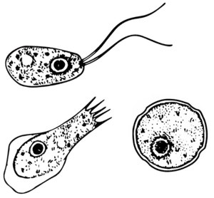 Diferentes etapas (flagelado, ameba, quiste) de Naegleria  (Percolozoa)