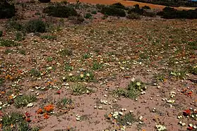 Flores en primavera en el parque