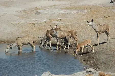 Hembras adultas bebiendo en un abrevadero de agua.