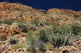 Vista de la planta en su hábitat