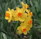 Grupo 8, Narcissus 'Grand Soleil d'Or'