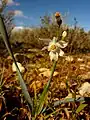 Narcissus tortifolius en Peñas Blancas