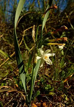 Narcissus tortifolius en Peñas Blancas Cartagena