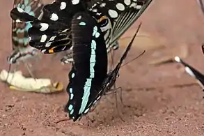 P. n. lado dorsal del nireus  Bosque Bobiri, Ghana