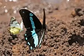 P. n. Lyaeus en vuelo, Reserva de Vida Silvestre Semliki, Uganda