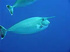 En la isla de Bunaken, Sulawesi, Indonesia