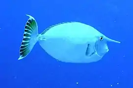 En la isla de Bunaken, Sulawesi, Indonesia