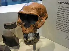 Los homínidos de Dmanisi coexistienron con H. ergaster en África y H. erectus en Euroasia. En la foto se muestra el cráneo 2 (D 2282), la mandíbula (D 211) y algunas herramientas de piedra encontrados en el yacimiento.