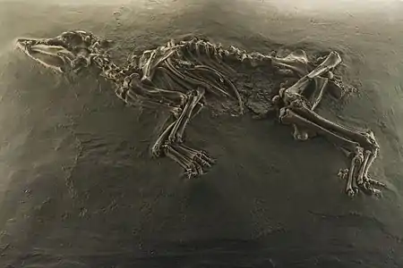 Propalaeotherium, perisodáctilo fósil