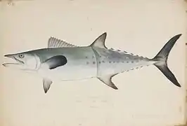 Scomberomorus sinensiscarite chino