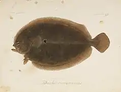 Pseudorhombus cinnamoneus