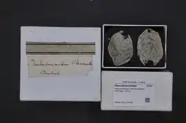 Concha de Pleurobranchus membranaceus