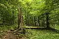 Bosques de hoja caduca (reserva natural de Žižkův vrch)